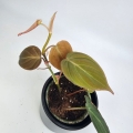 Philodendron hederaceum (micans) - S