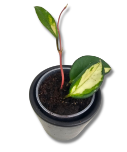 Hoya carnosa tricolor
