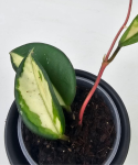 Hoya carnosa ‘Tricolor’ Narrow Leaf