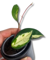 Hoya carnosa ‘Tricolor’ Narrow Leaf