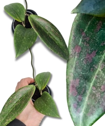  Hoya Wibergiae S
