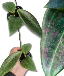  Hoya Wibergiae S