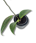 Hoya Wibergiae