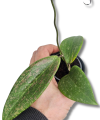 Hoya Wibergiae