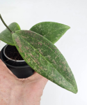 Hoya Wibergiae