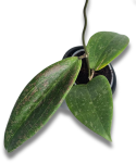 Hoya Wibergiae