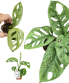 Monstera Adansonii Mint