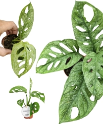 Monstera Adansonii Mint S