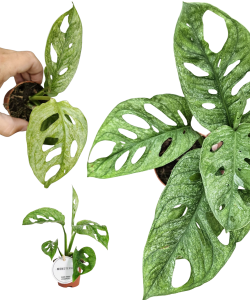 Monstera Adansonii Mint S