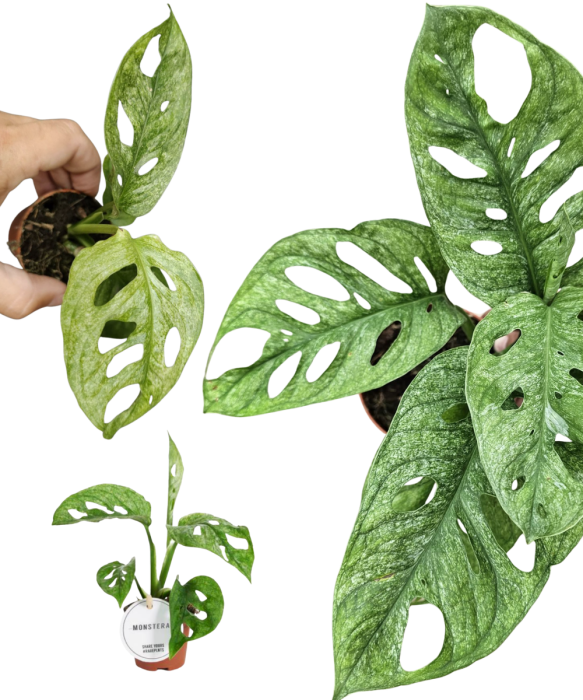 Monstera Adansonii Mint