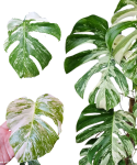Monstera deliciosa variegata - cięty węzeł
