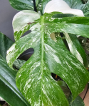 Monstera deliciosa variegata - cięty węzeł