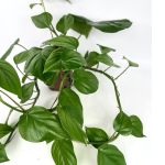 Rhaphidophora pertusa zbliżenie