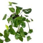 Rhaphidophora pertusa duża roślina