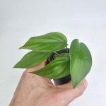 Rhaphidophora pertusa S