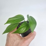 Rhaphidophora pertusa S