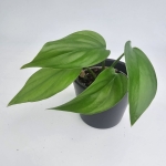 Rhaphidophora pertusa S