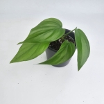 Rhaphidophora pertusa S