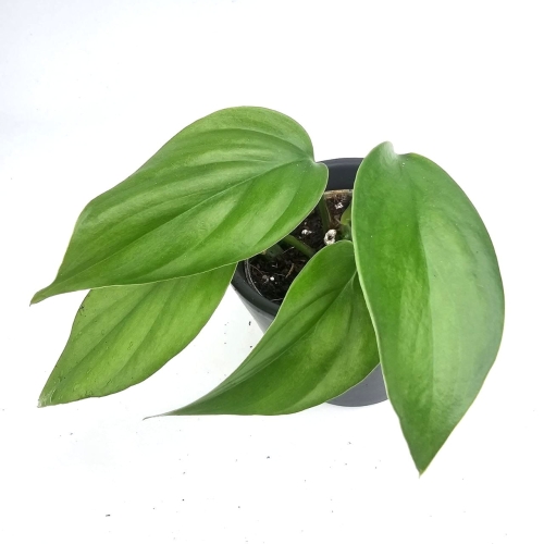 Rhaphidophora pertusa S