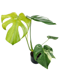 Monstera deliciosa Mint L