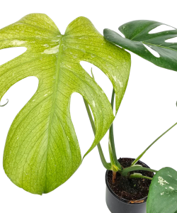Monstera deliciosa Mint L