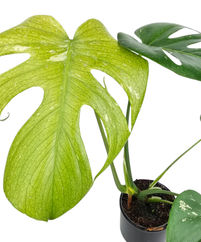 Monstera deliciosa Mint L