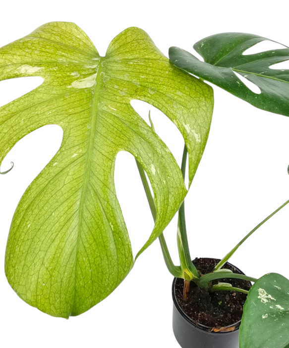 Monstera deliciosa Mint L