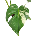 Monstera deliciosa Mint L