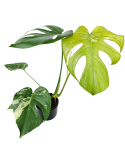 Monstera deliciosa Mint L