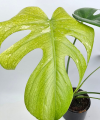 Monstera deliciosa Mint L