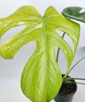 Monstera deliciosa Mint L