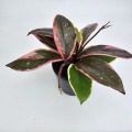 Hoya carnosa Flamingo Dream