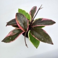 Hoya carnosa Flamingo Dream