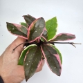 Hoya carnosa Flamingo Dream