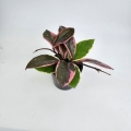 Hoya carnosa Flamingo Dream