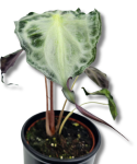 Alocasia Venom