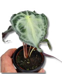 Alocasia Venom