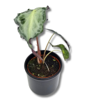 Alocasia Venom