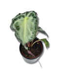 Alocasia Venom