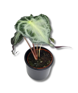Alocasia Venom