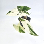 Syngonium Albo Variegata S