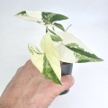 Syngonium Albo Variegata S