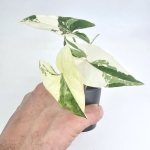Syngonium Albo Variegata S
