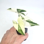 Syngonium Albo Variegata S