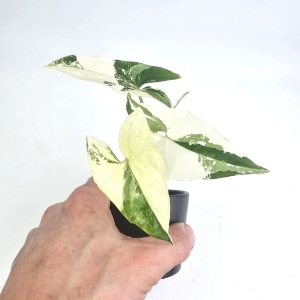 Syngonium Albo Variegata S