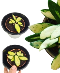 Hoya Verticillata (inner variegated)