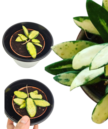 Hoya Verticillata (inner variegated)