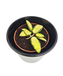 Hoya Verticillata (inner variegated)
