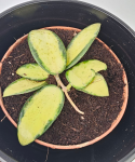 Hoya Verticillata (inner variegated)