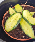 Hoya Verticillata (inner variegated)